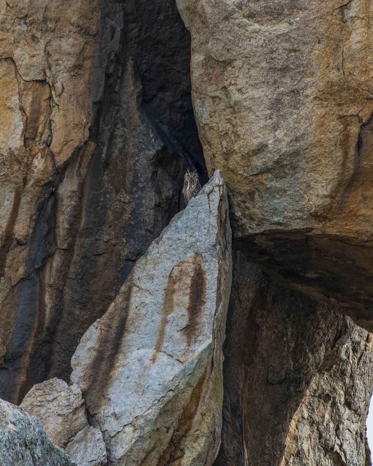 Indian eagle owl (3)